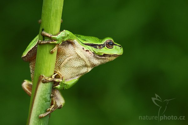 Rosnička zelená (Hyla arborea), Rosnička zelená (Hyla arborea), European tree frog, Autor: Ondřej Prosický | NaturePhoto.cz, Model: Canon EOS-1D Mark III, Objektiv: Canon EF 100mm f/2.8 Macro USM, Ohnisková vzdálenost (EQ35mm): 130 mm, stativ Gitzo 3540 LS + RRS BH55, Clona: 6.3, Doba expozice: 1/50 s, ISO: 400, Kompenzace expozice: -1/3, Blesk: Ano, Vytvořeno: 24. května 2008 8:05:40, Polanka nad Odrou (Česko)